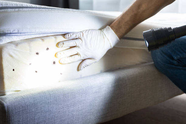 Best Flea Control Services  in Mount Kisco, NY