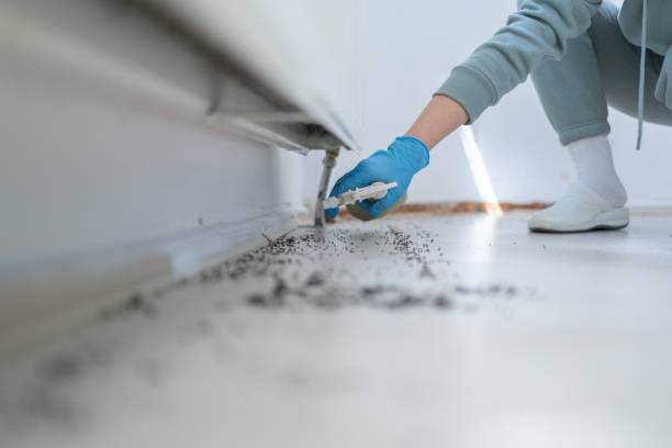 Best Spider Control Near Me  in Mount Kisco, NY